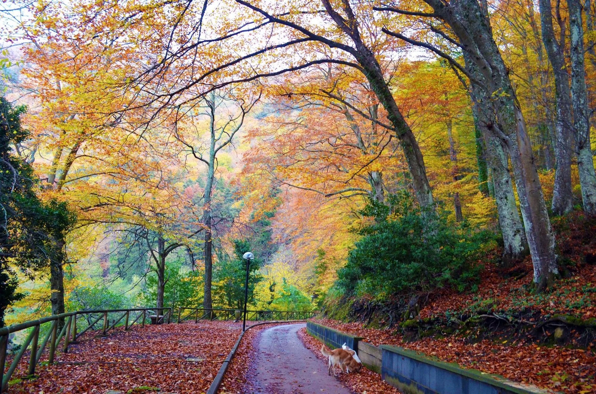 Il foliage autunnale nei boschi dei laghi di Monticchio