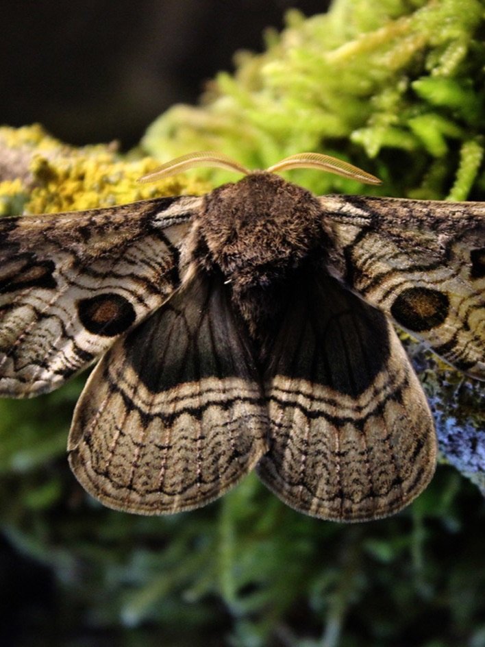 La Brahmaea europaea, la falena del Vulture, posata su un ramo