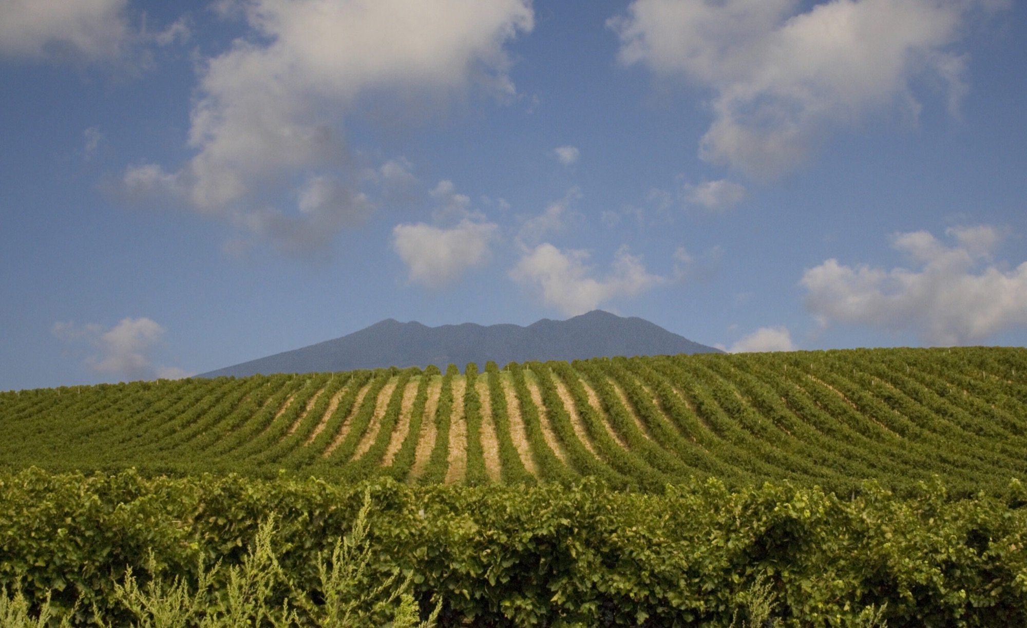 Vigneti di Aglianico del Vulture con il Monte Vulture sullo sfondo